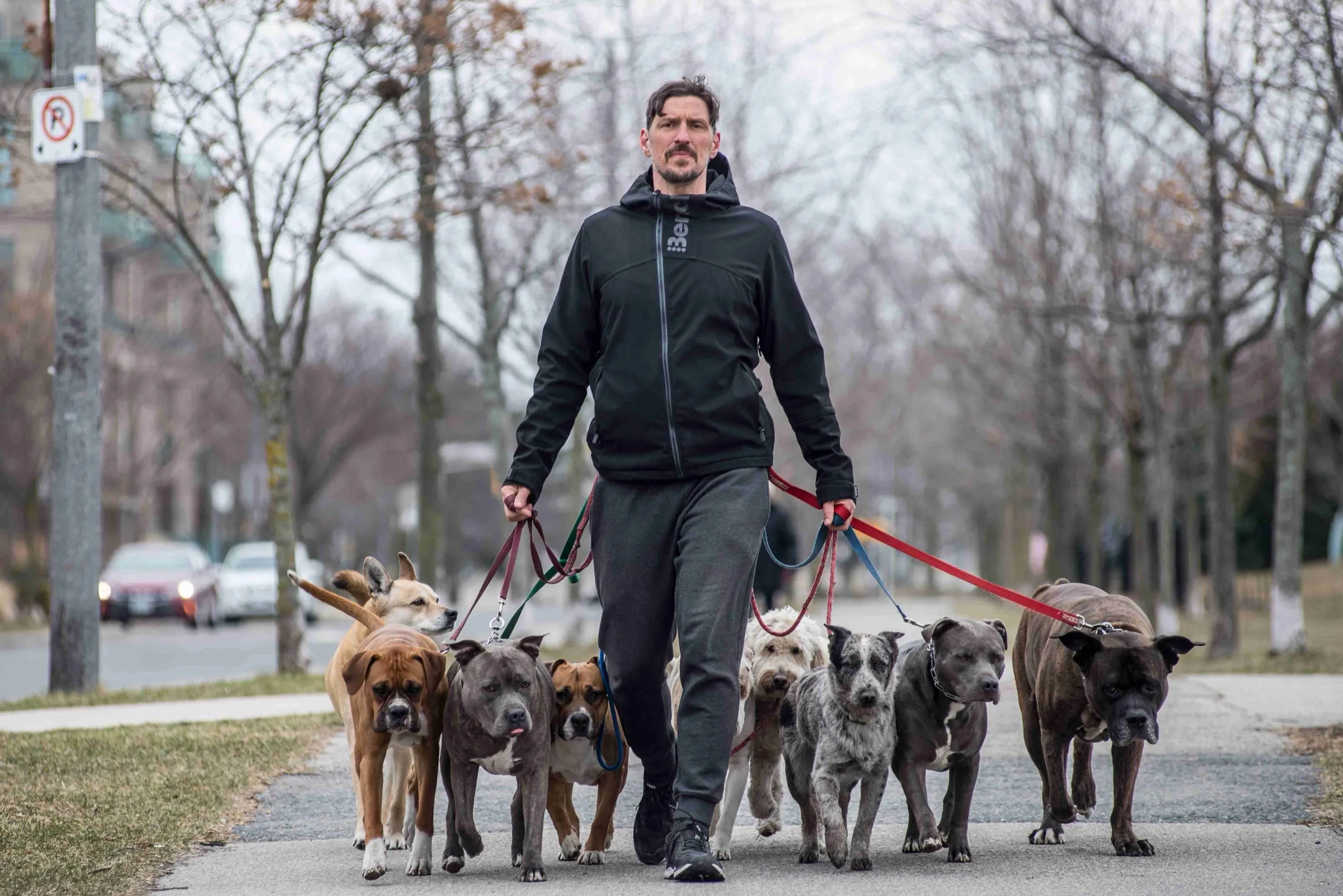 Mark Elliott walking a group of dogs on a Toronto street