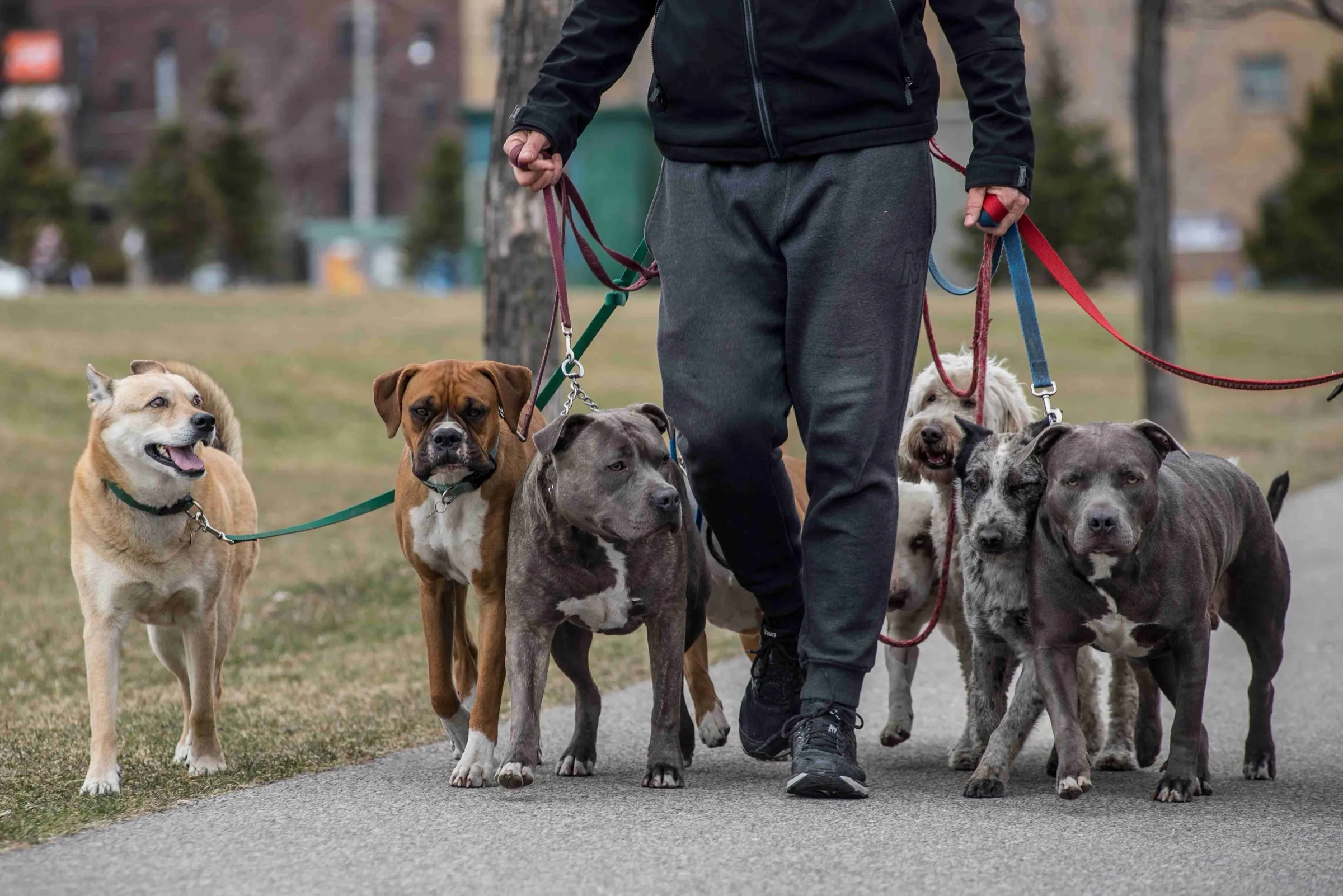 Mark Elliott walking four dogs together on a Toronto street