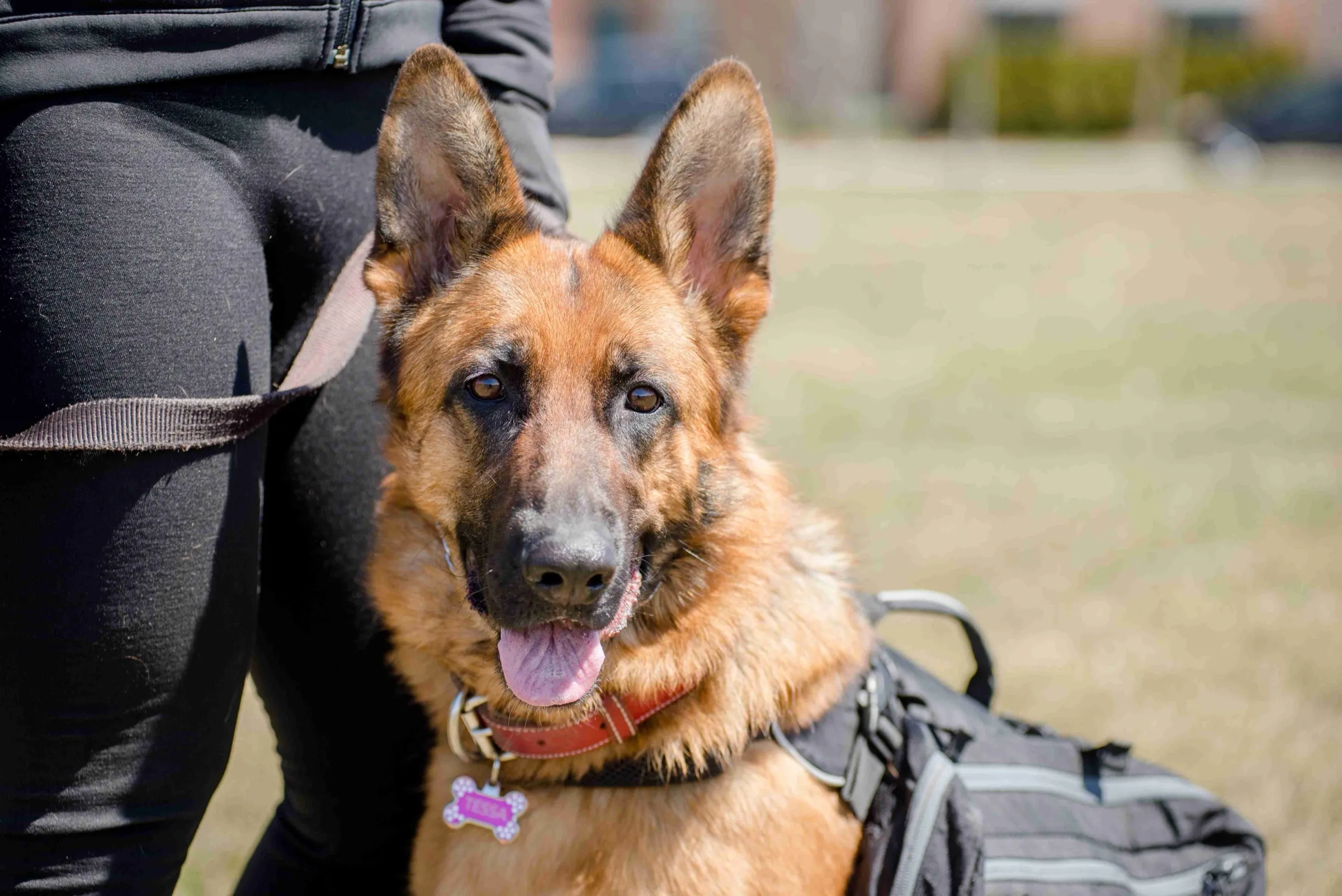 A well-behaved dog sitting on a Toronto sidewalk